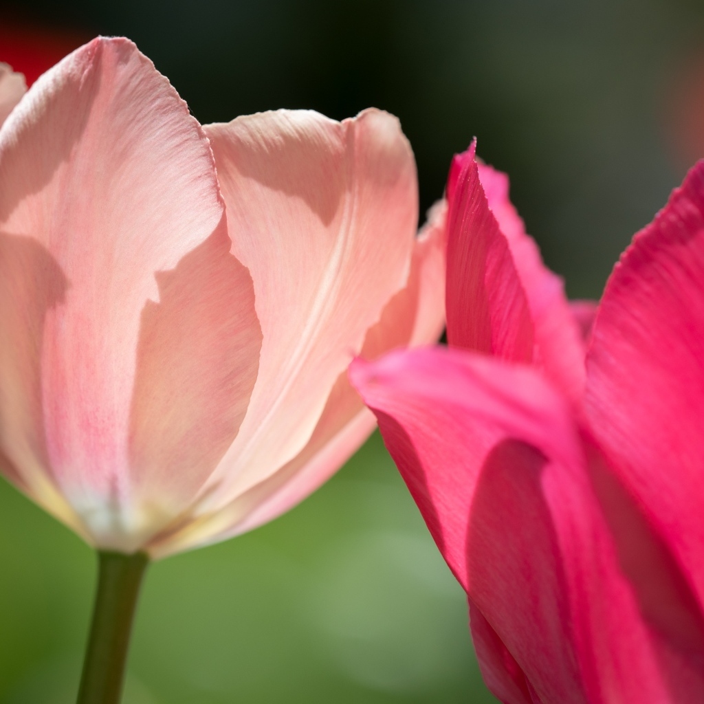 Два нежных тюльпана в лучах солнца
