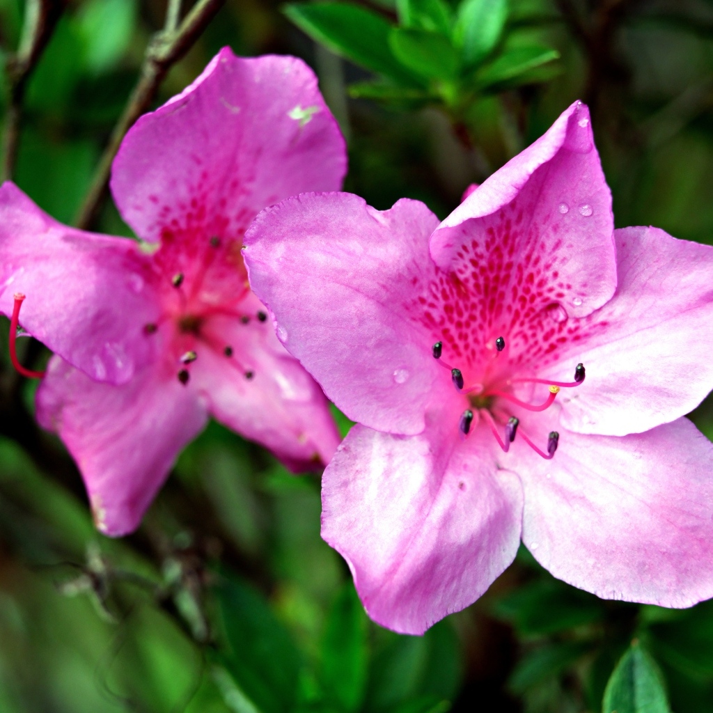 Два розовых цветка азалии крупным планом