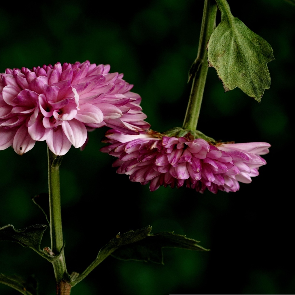 Два розовых цветка хризантемы
