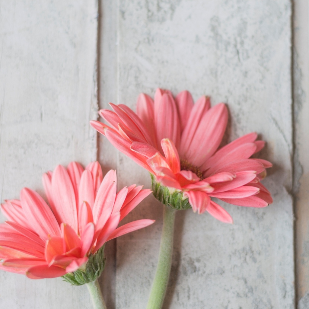 Две розовые герберы на сером столе