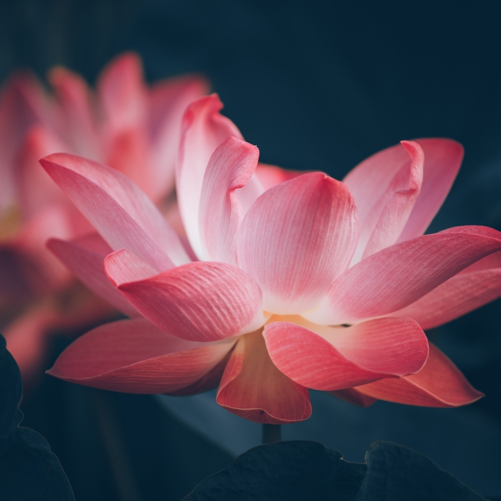 Два розовых цветка лотоса крупным планом