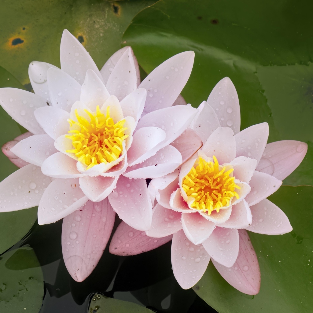 Две розовые водяные лилии в воде с зелеными листьями