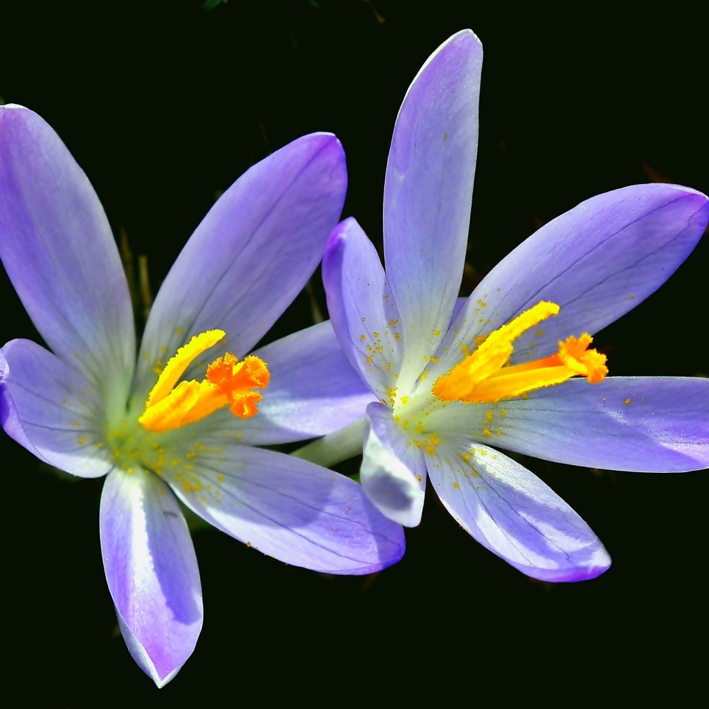 Два фиолетовых крокуса на черном фоне