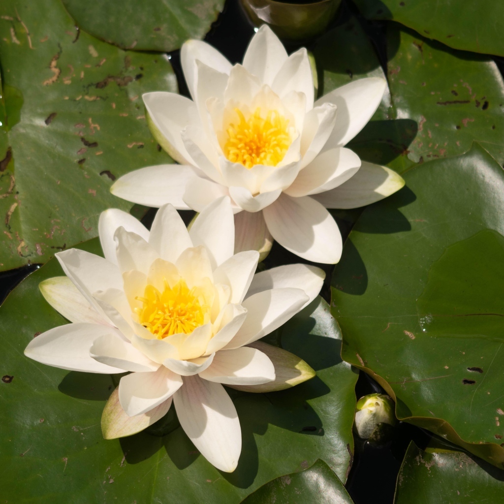 Два цветка водяной лилии с большими зелеными листьями в пруду