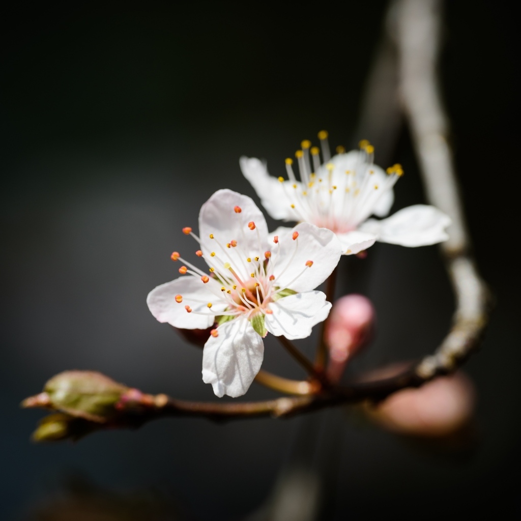 Два белых цветка вишни крупным планом