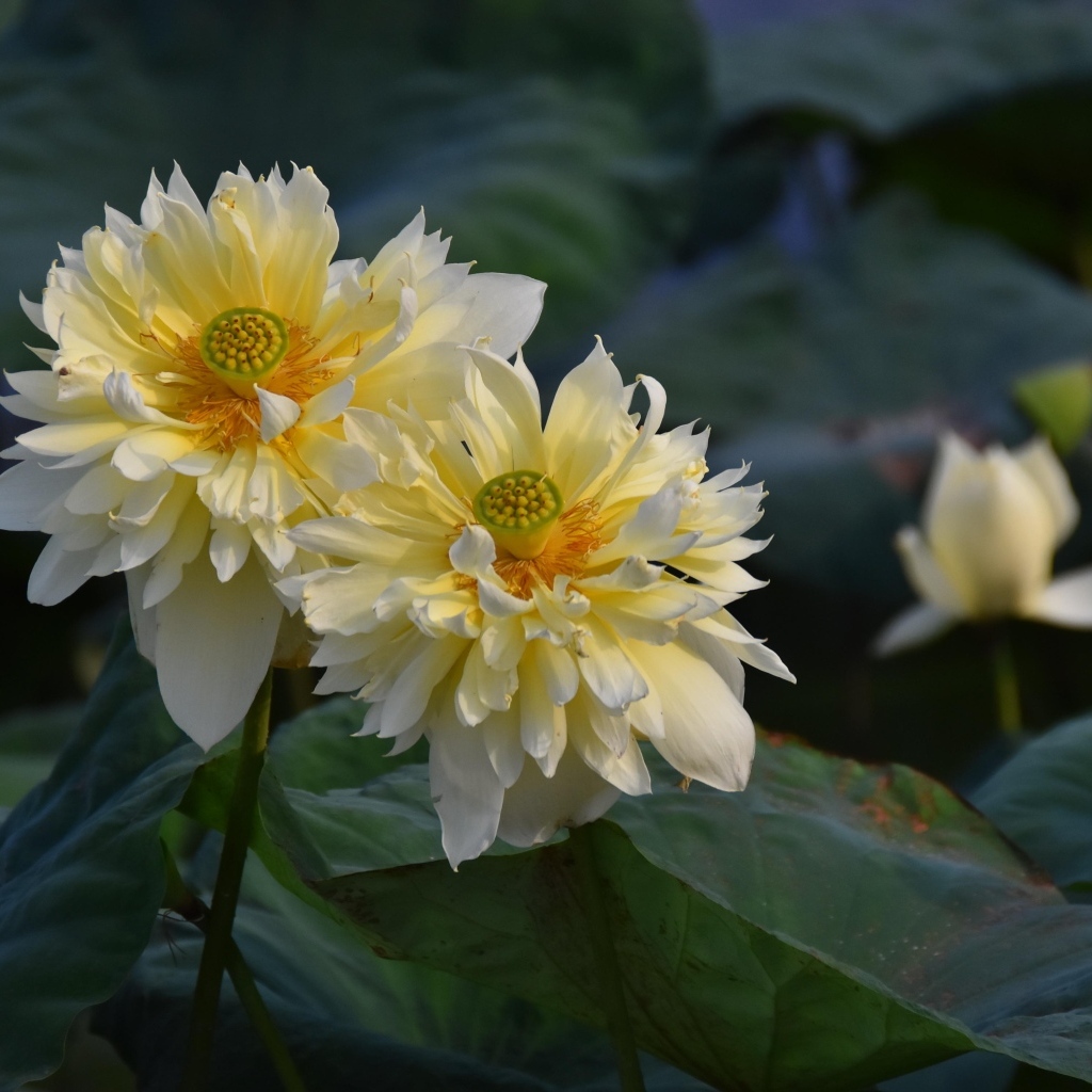 Два белых цветка лотоса отцветают 