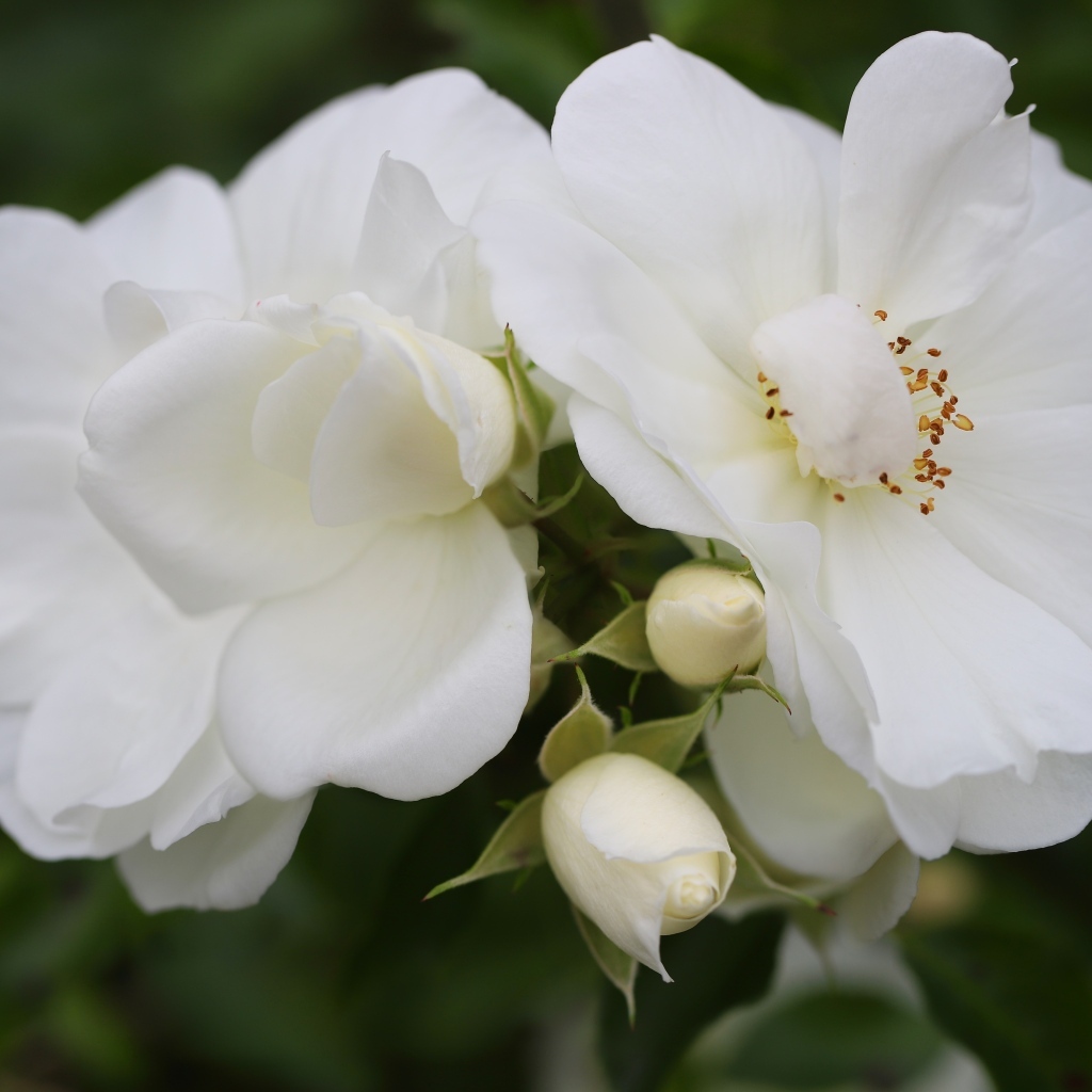 Две белые розы с бутонами крупным планом