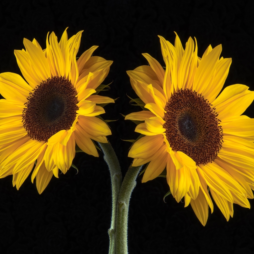 Два желтых подсолнуха на черном фоне