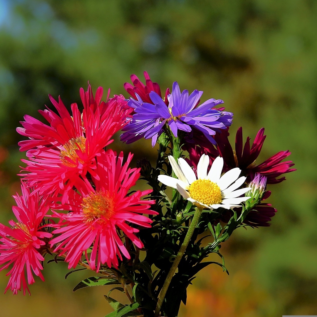 Пестрый букет осенних цветов астры