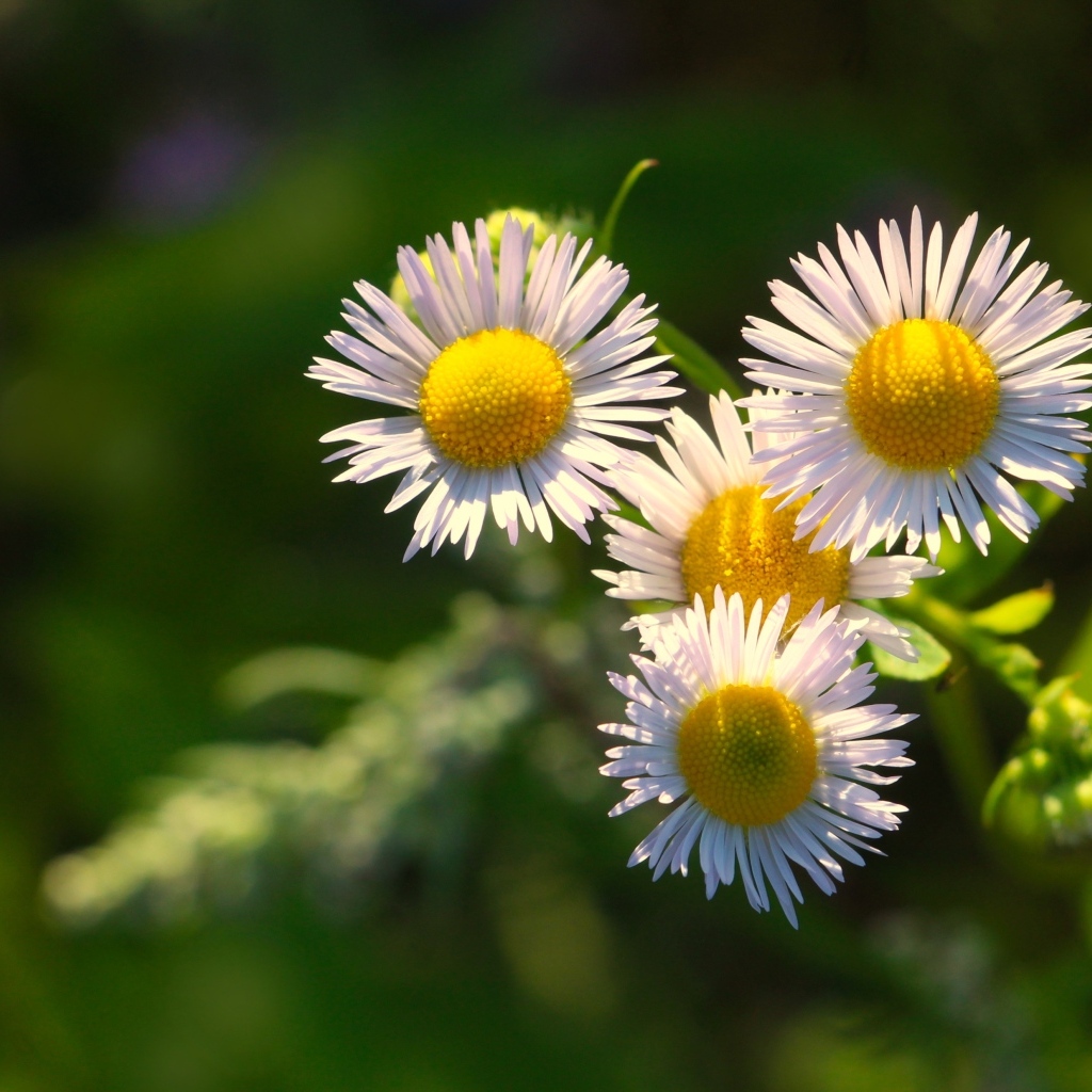 Белые цветы сентябринки в лучах солнца