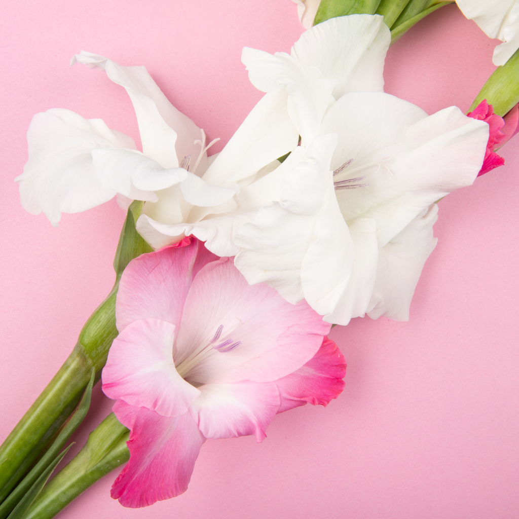 Белые и розовые гладиолусы на розовом фоне