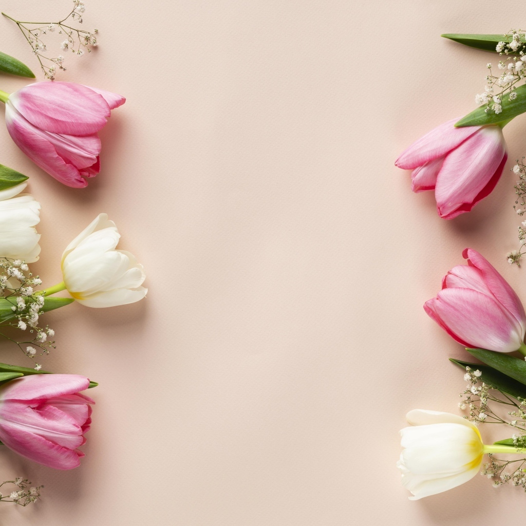 Белые и розовые тюльпаны с цветами гипсофилы на розовом фоне