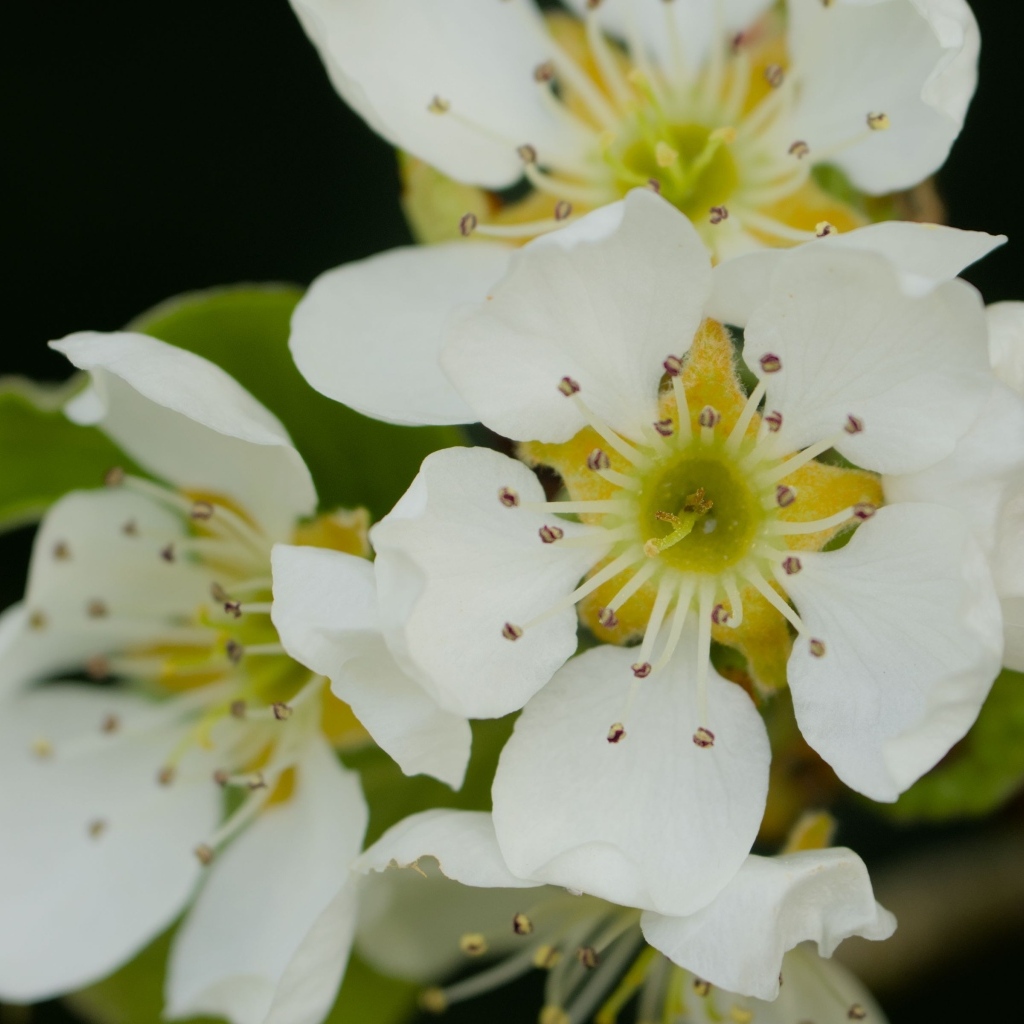 Белые цветы яблони крупным планом на черном фоне