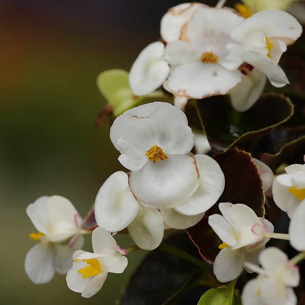 Белые цветы бегония крупным планом