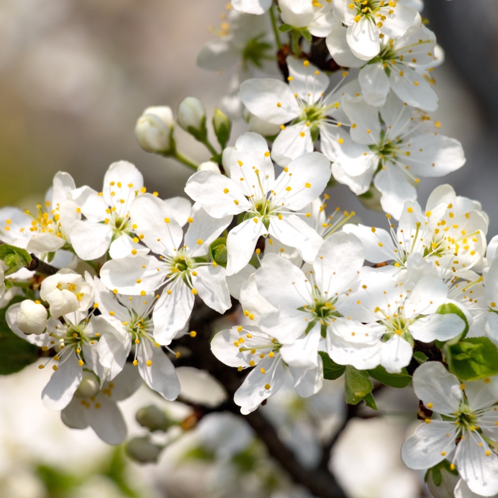 Белые распускающиеся цветы вишни на ветке весной
