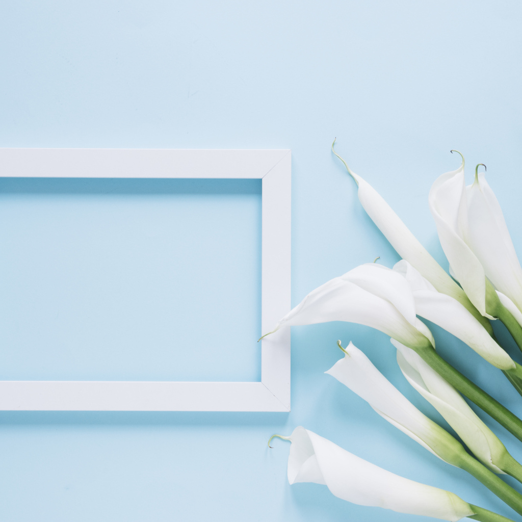 Белые каллы с рамкой для фото на голубом фоне