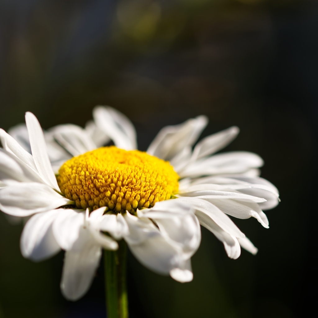 Белый цветок ромашки с нежными лепестками