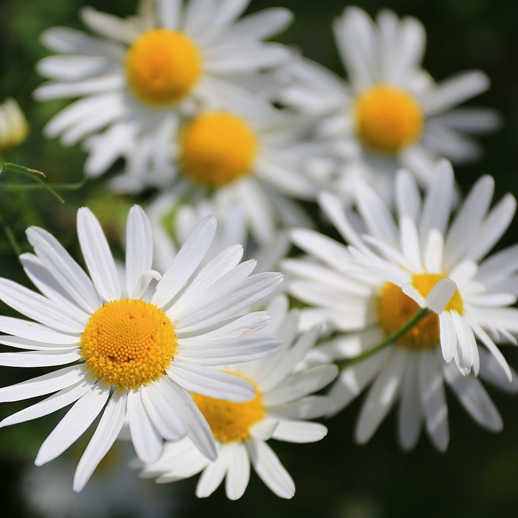 Белые цветы ромашки крупным планом