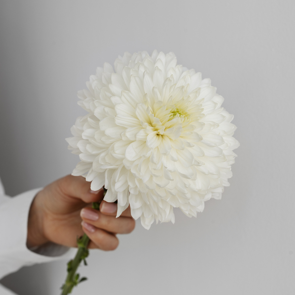 Белый цветок хризантемы в руке
