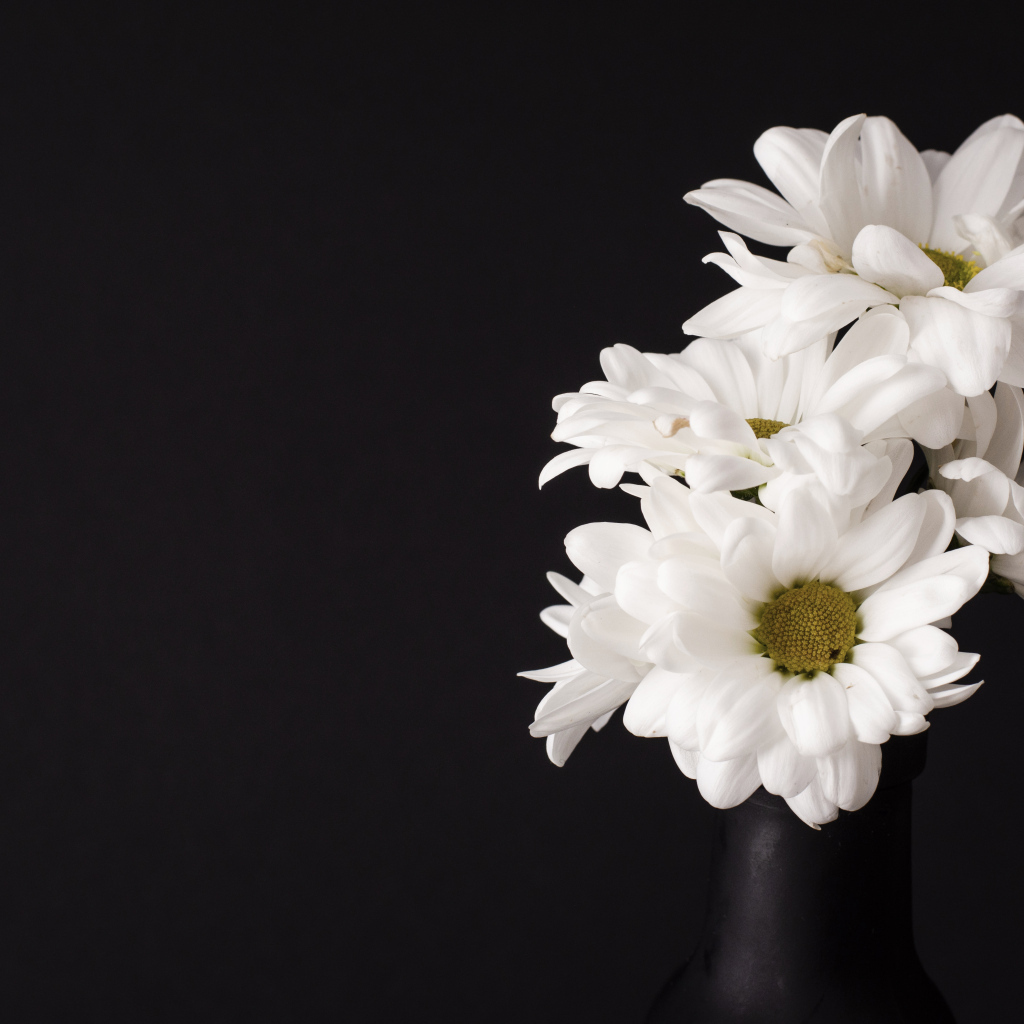 Белые цветы хризантемы на черном фоне