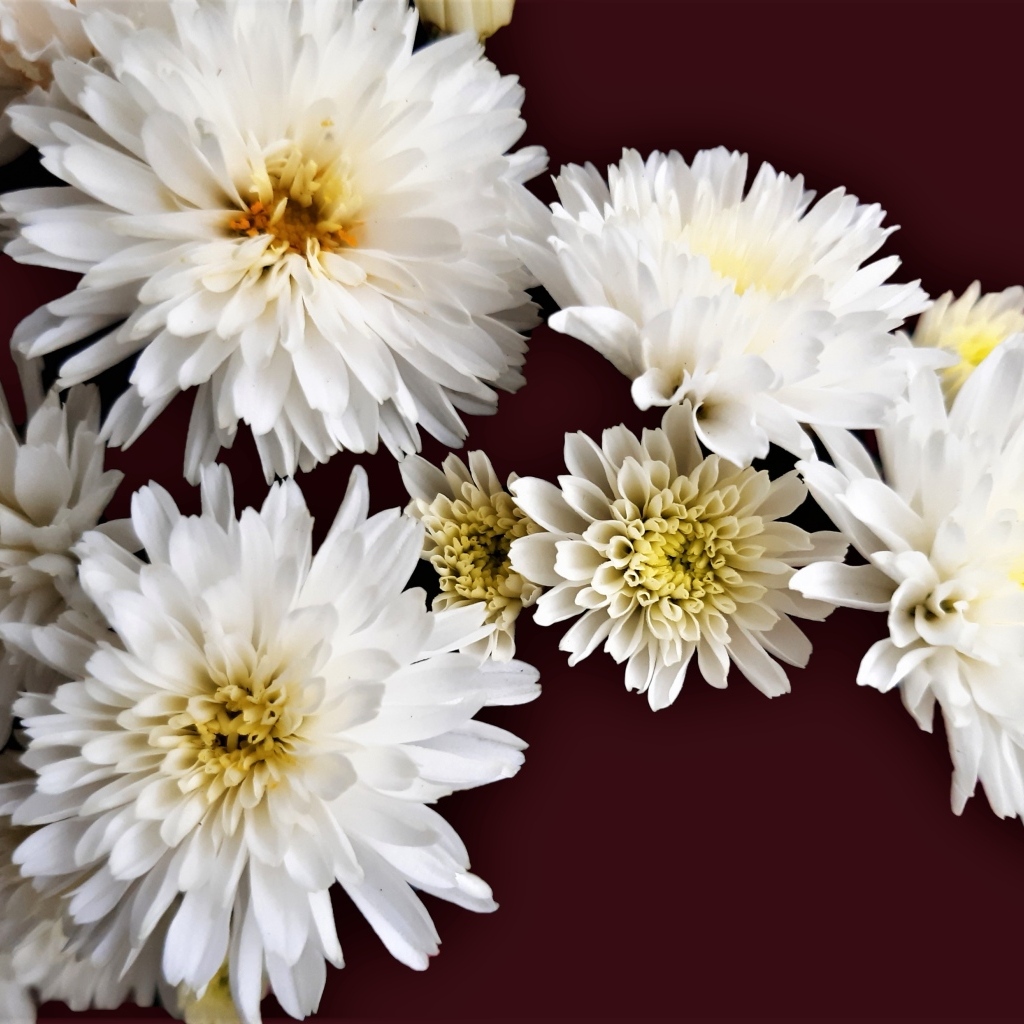 Белые цветы хризантемы на коричневом фоне