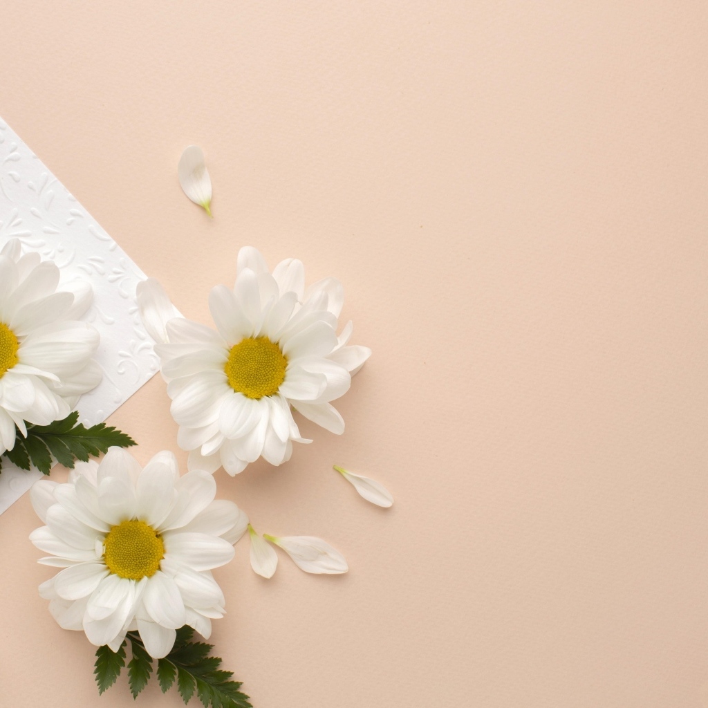 Белые хризантемы с зелеными листьями на розовом фоне