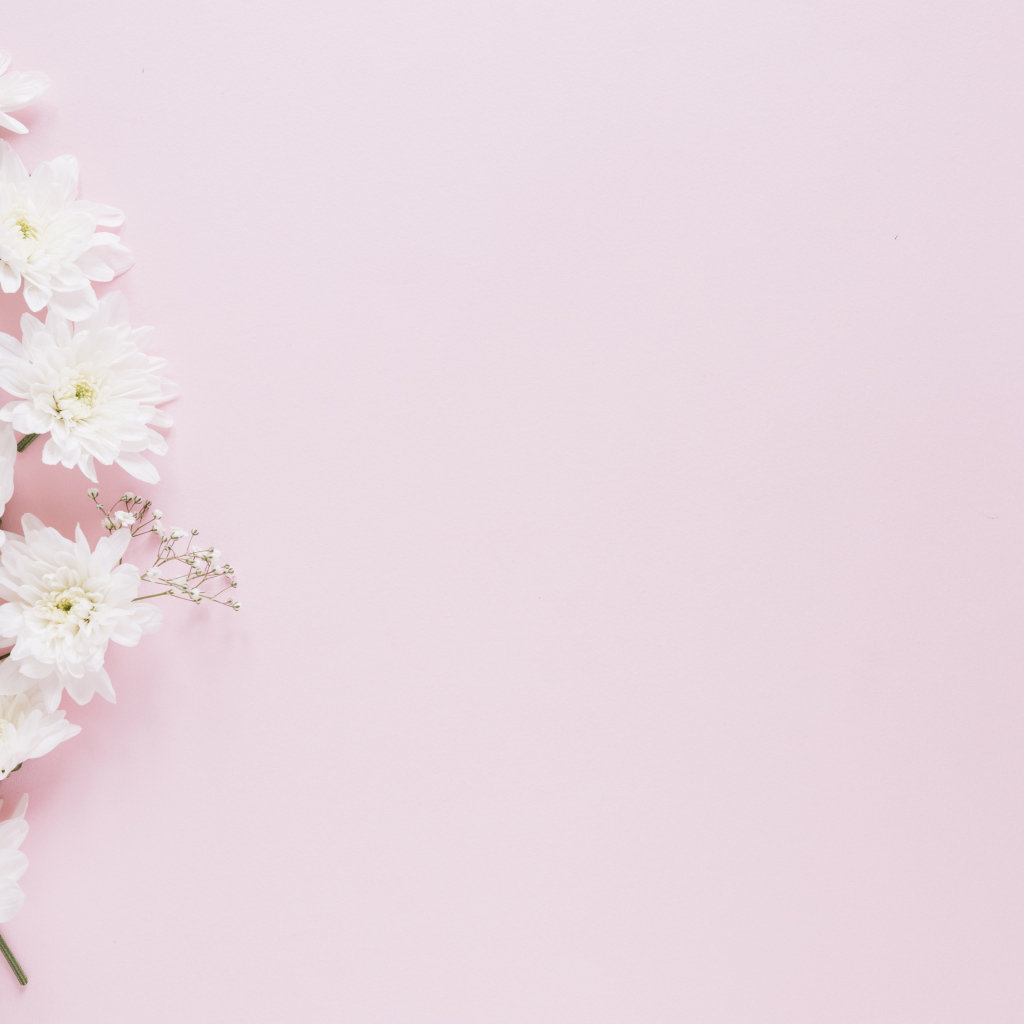 Белые хризантемы с гипсофилой на розовом фоне
