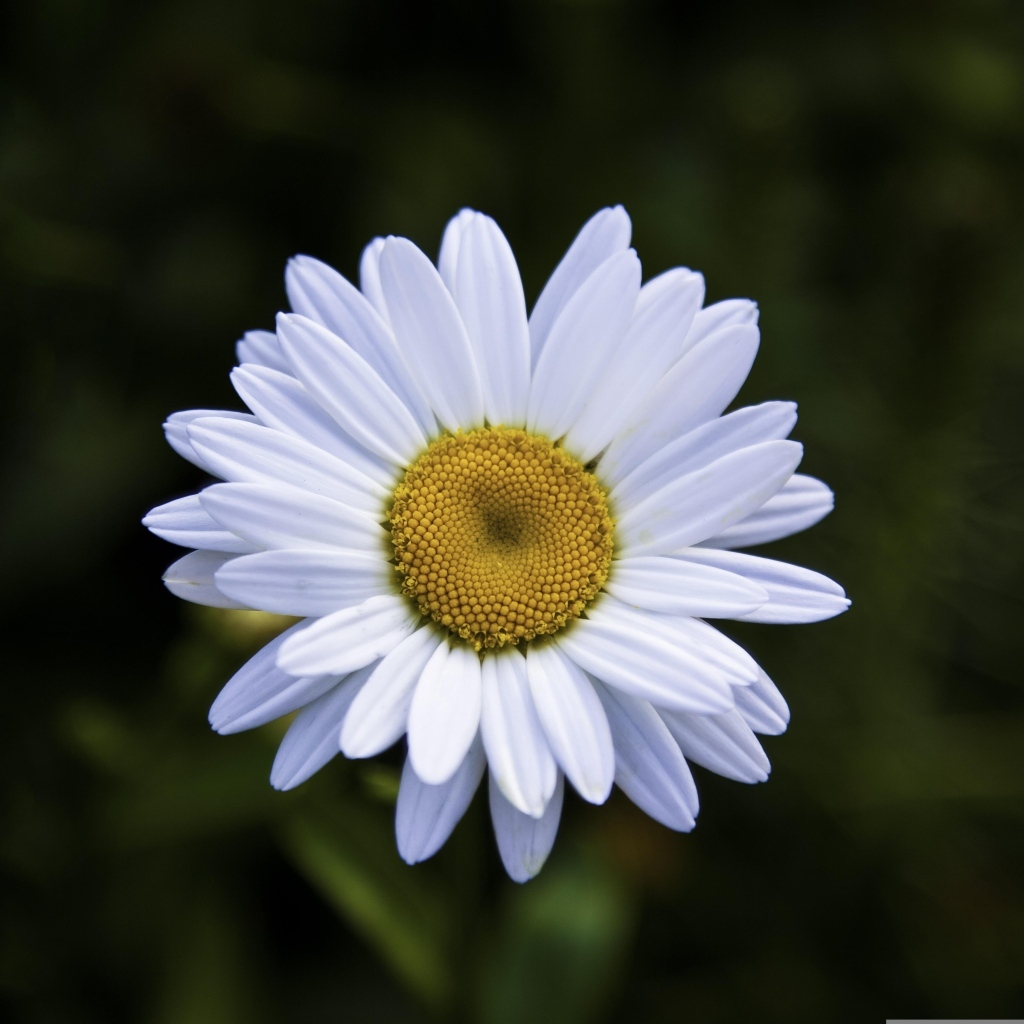 Белая полевая ромашка с желтой серединкой