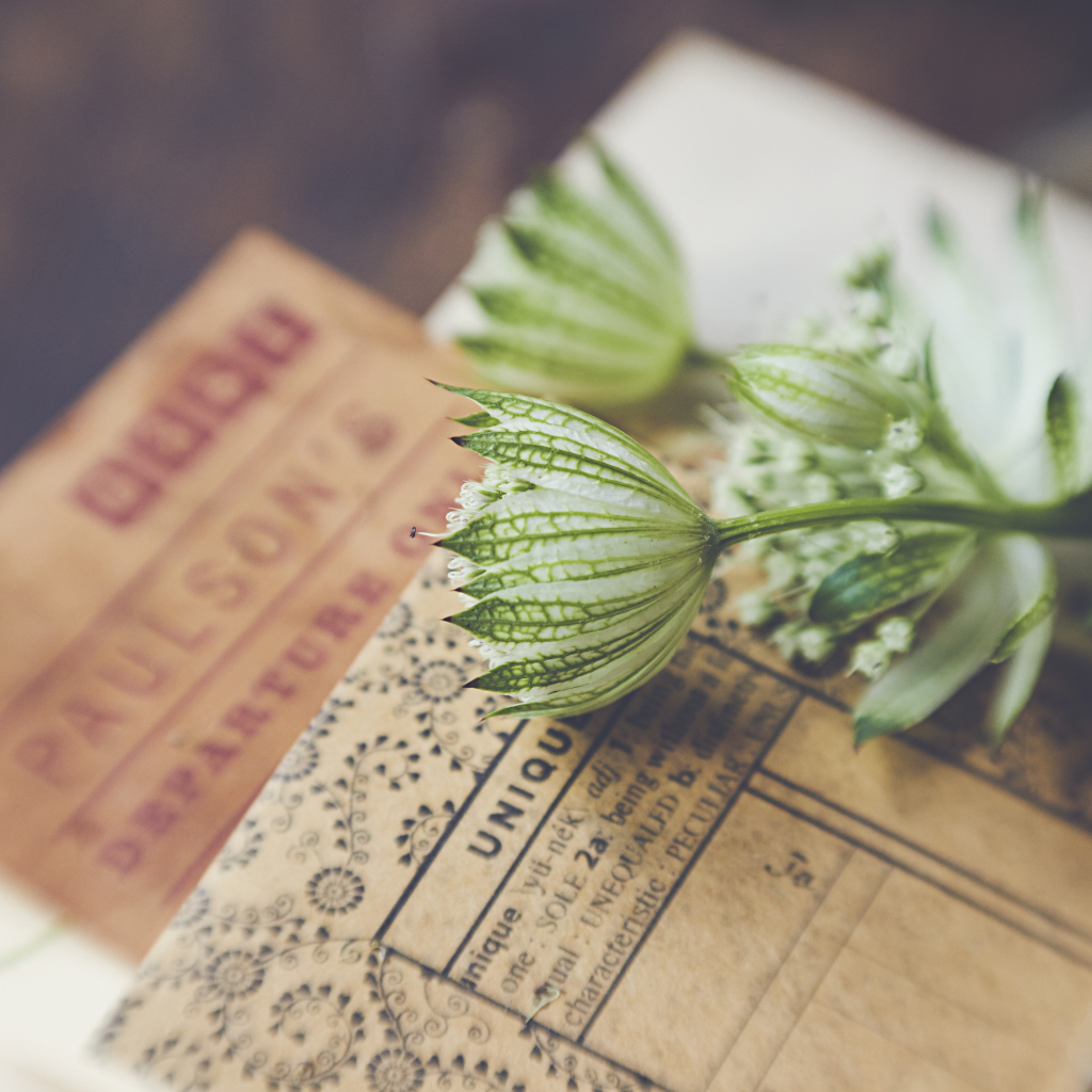 Белые цветы с бумагой на столе