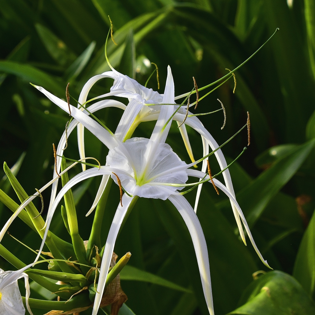 Белые комнатные лилии крупным планом