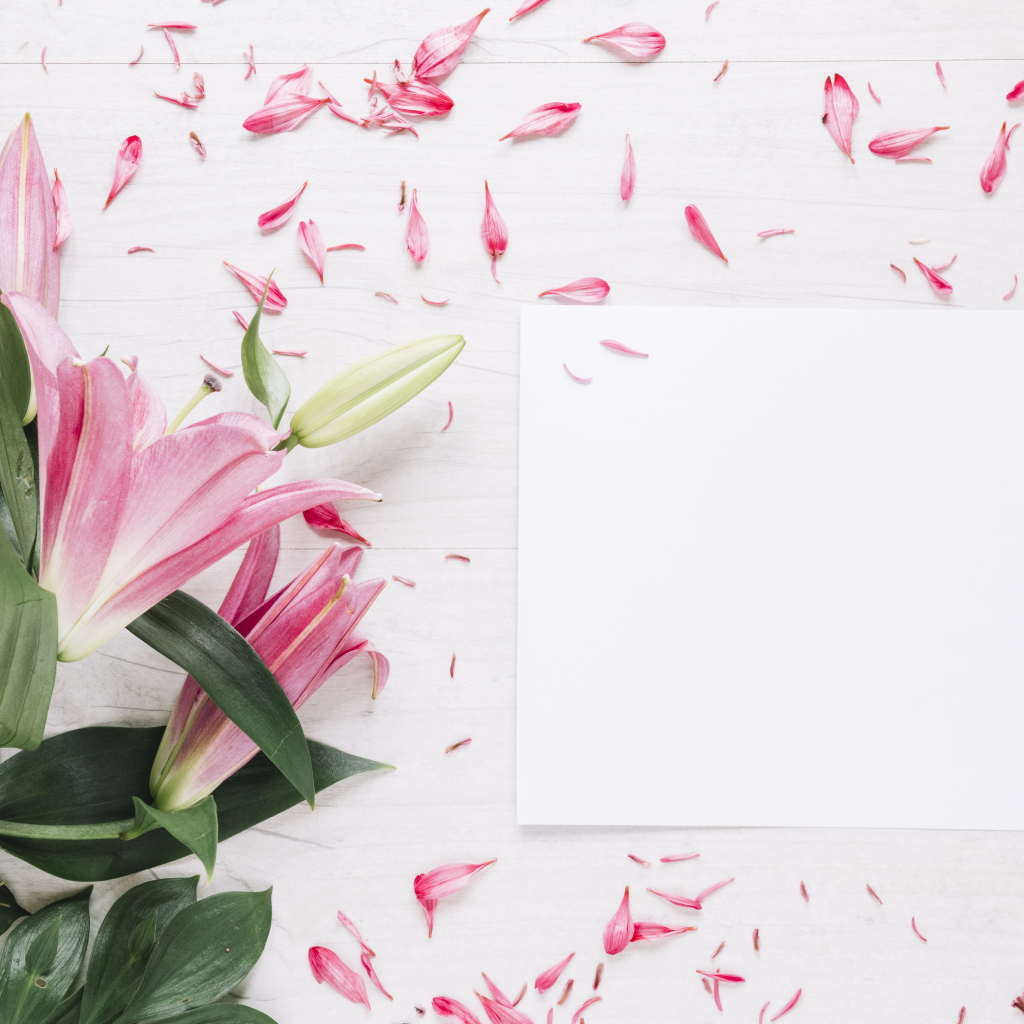 Белый лист с розовыми цветами лилии