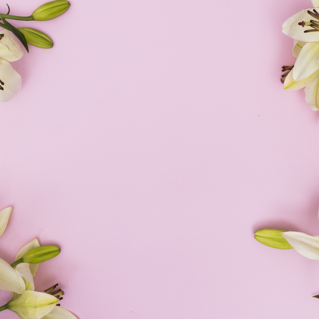 Белые лилии на розовом фоне, фон для открытки