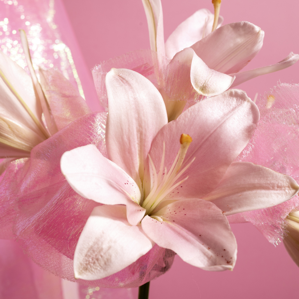 Белые лилии на розовом фоне крупным планом