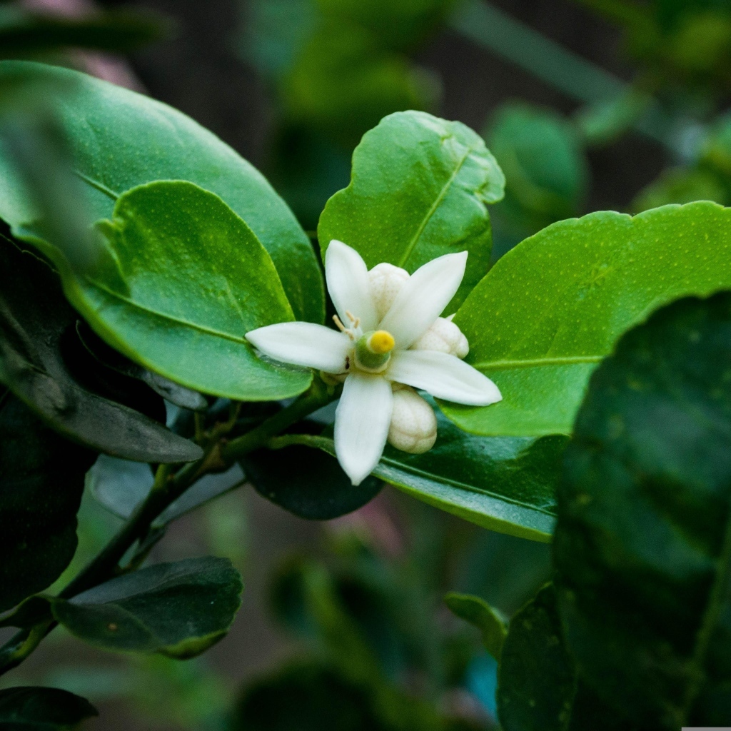 Белый цветок лайма на ветке в зеленых листьях