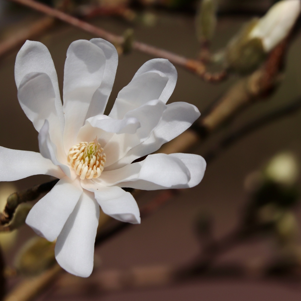 Белый цветок магнолии на ветке крупным планом