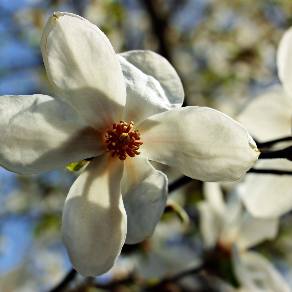 Белый цветок магнолии на ветке крупным планом