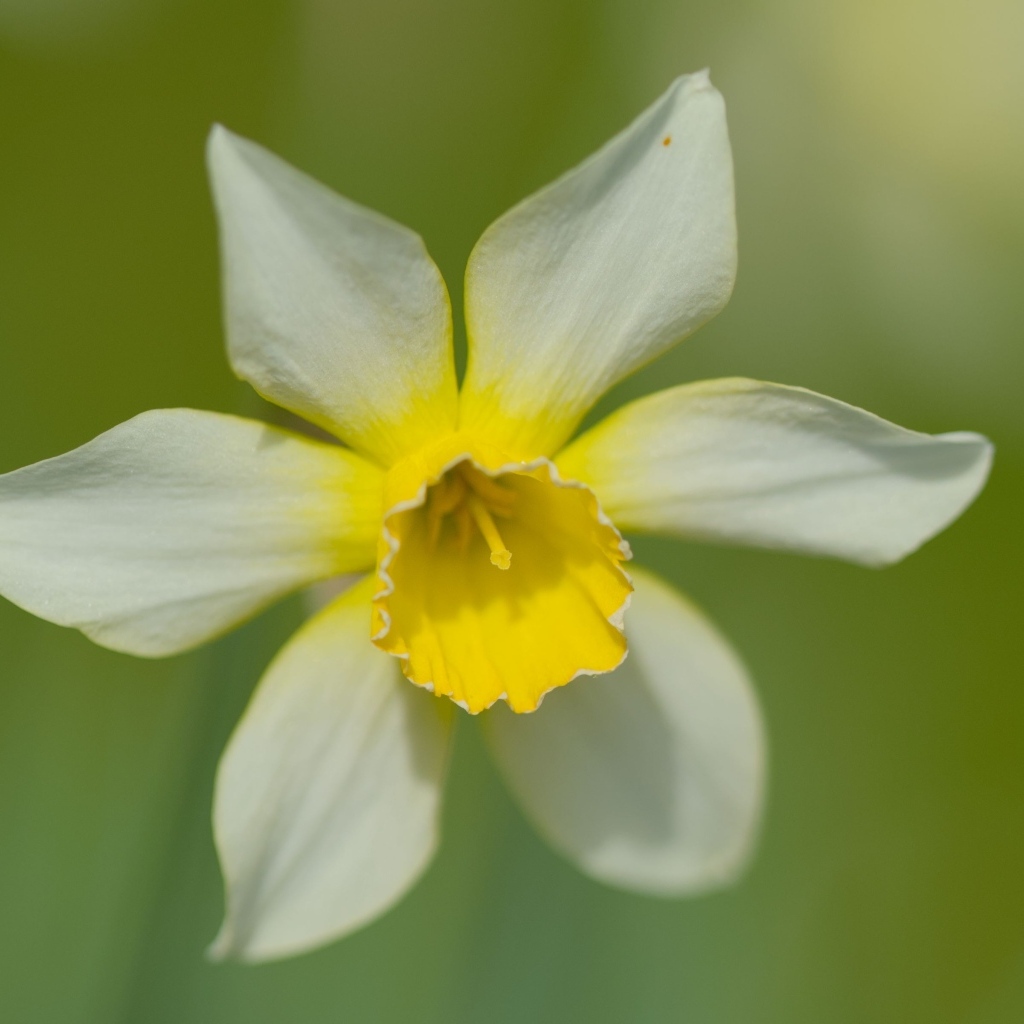 Белый цветок нарцисса с желтой серединкой крупным планом