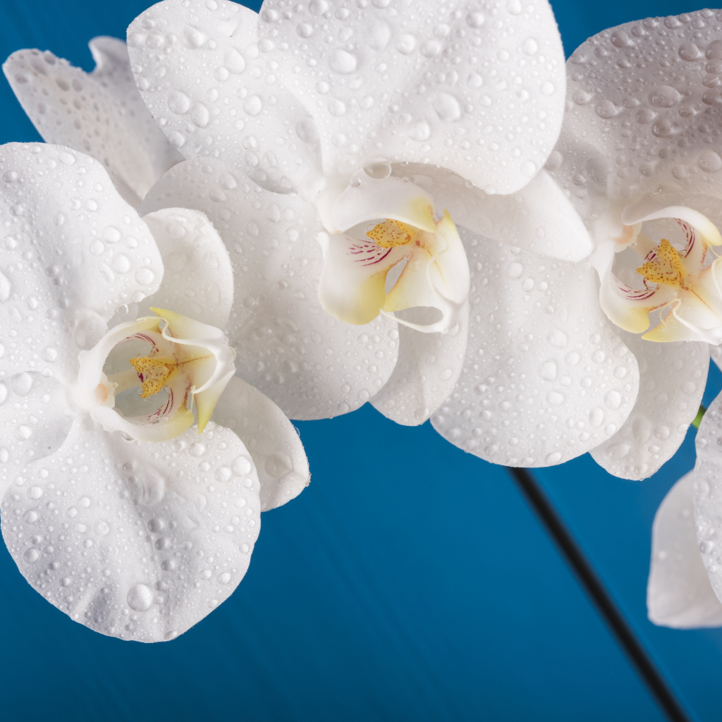 Белые цветы орхидеи на голубом фоне