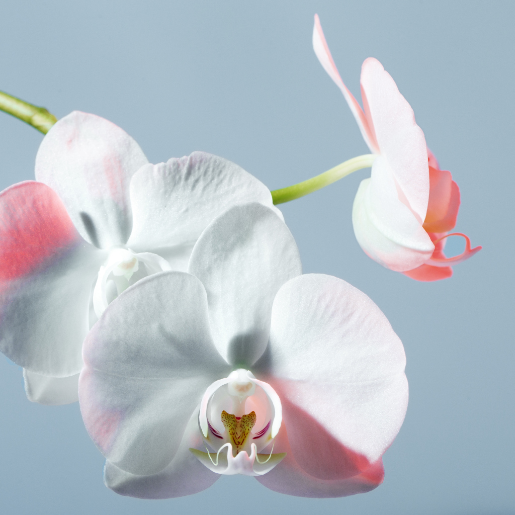 Белые орхидеи на голубом фоне