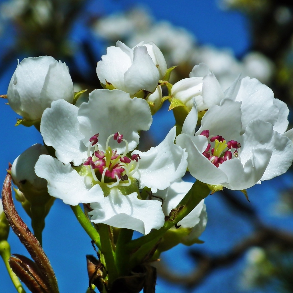 Белые цветы груши на ветке весной