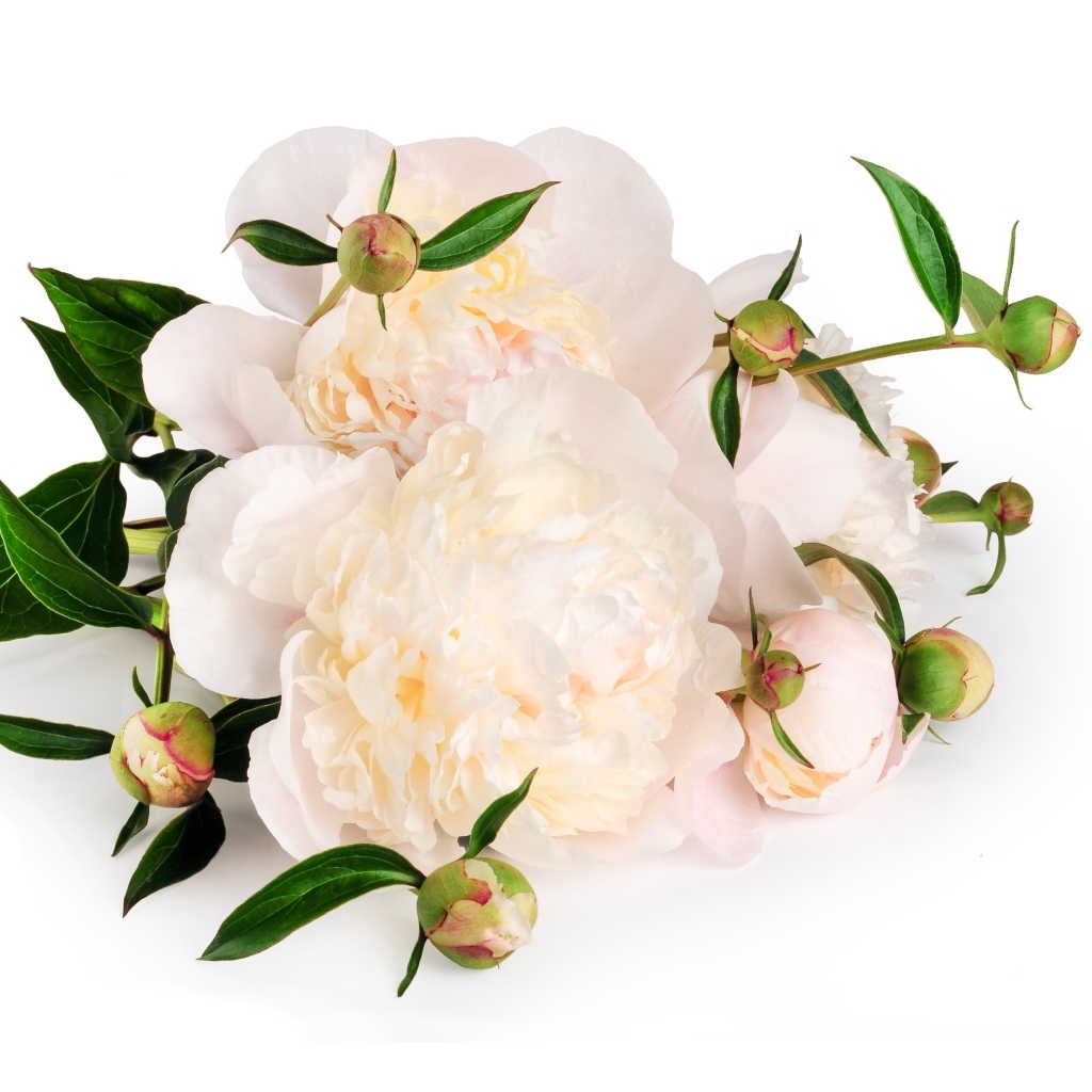 Белые пионы с бутонами на белом фоне