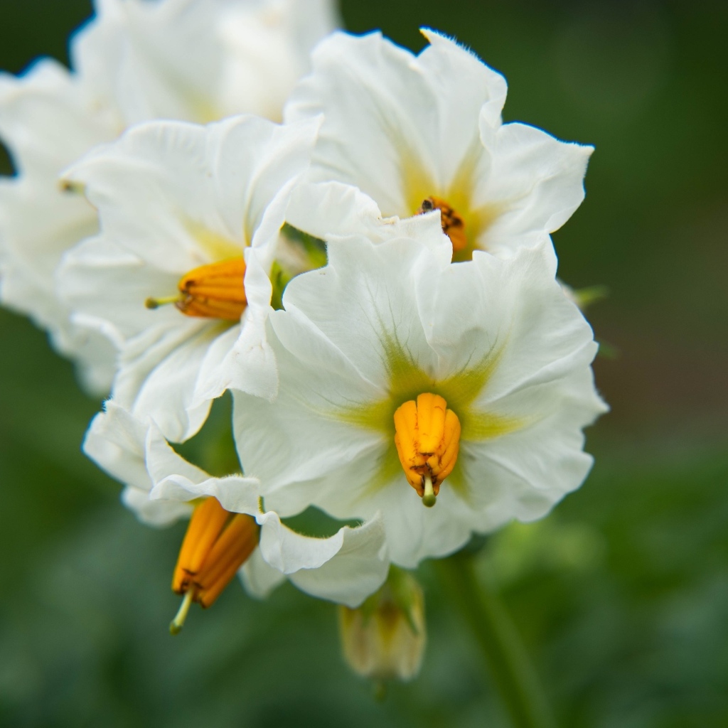 Белые цветы картофеля крупным планом