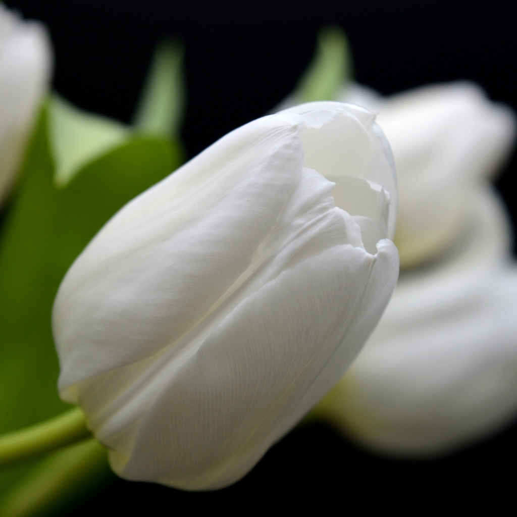 Белый настоящий тюльпан крупным планом