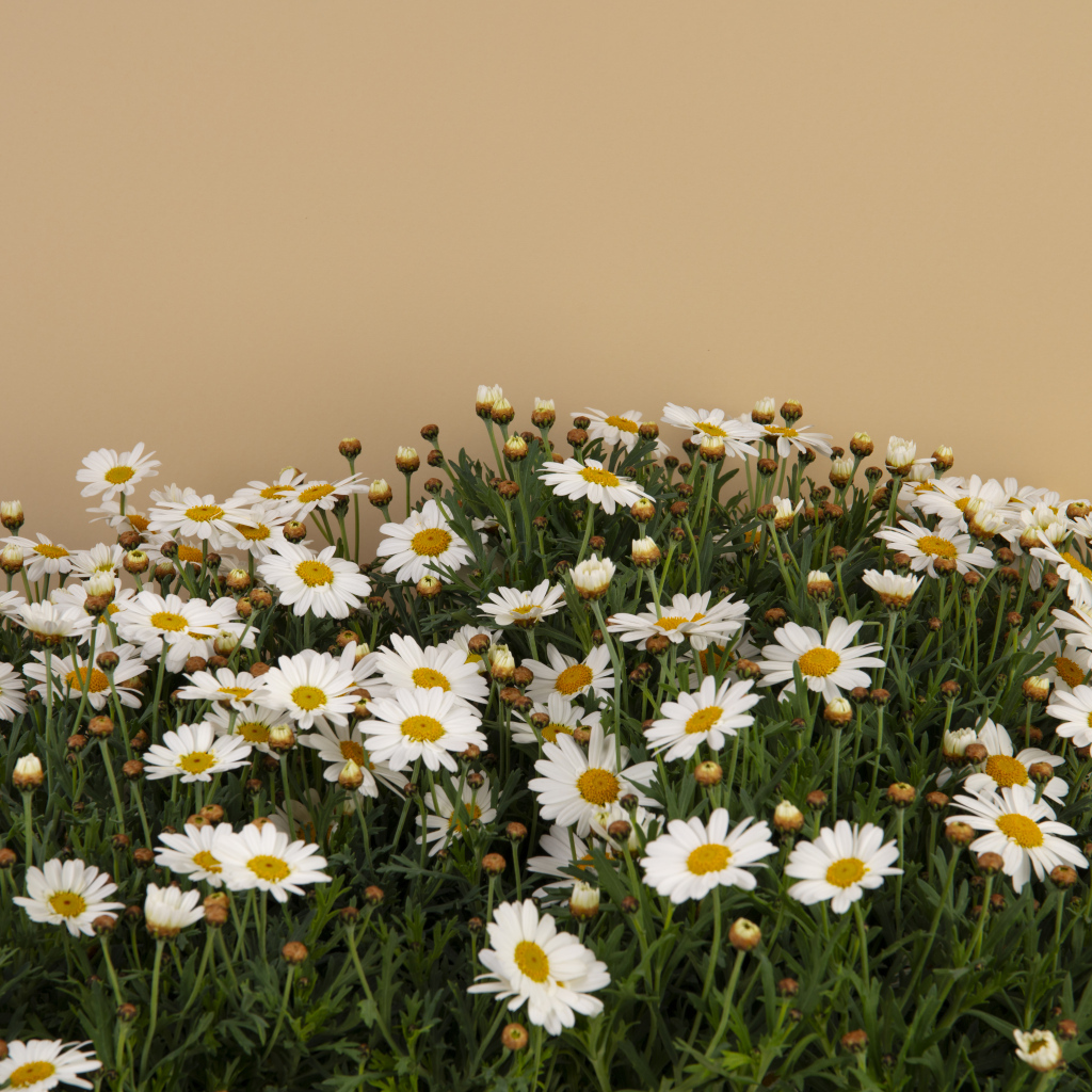 Белые маленькие ромашки на коричневом фоне