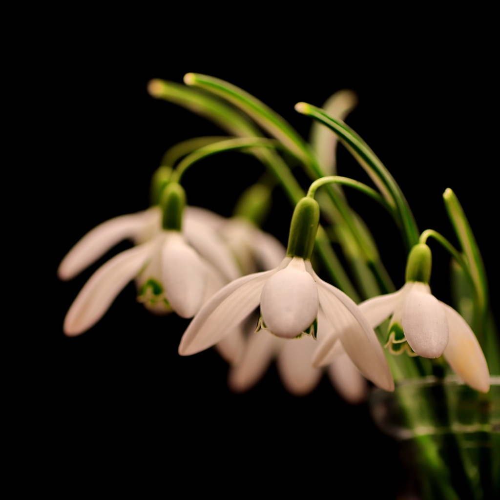 Белые маленькие подснежники в вазе на черном фоне