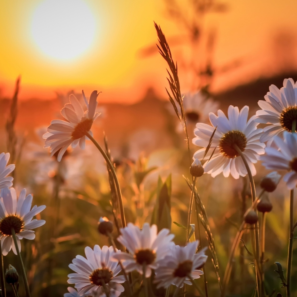 Белые нежные ромашки на рассвете в поле