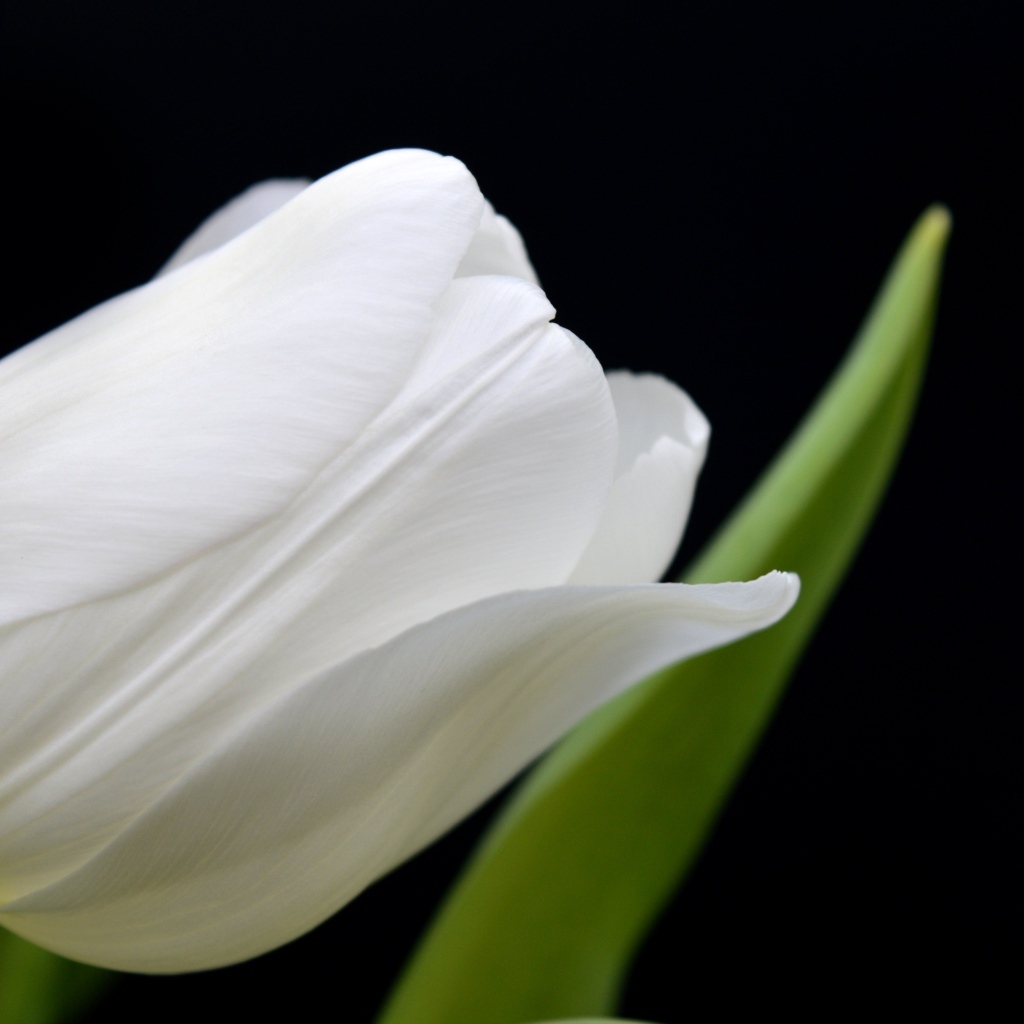 Белый тюльпан с тонкими лепестками на черном фоне