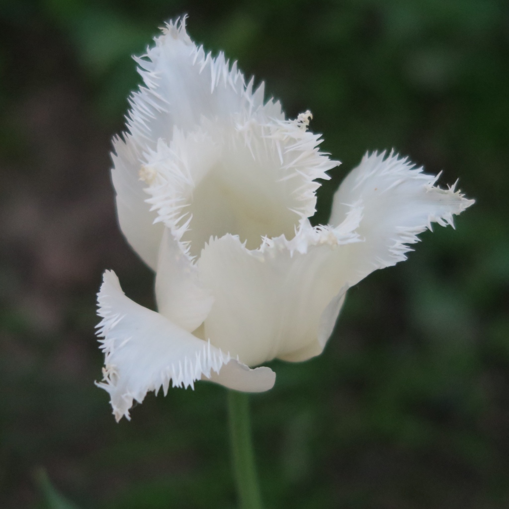 Белый тюльпан с волнистыми лепестками