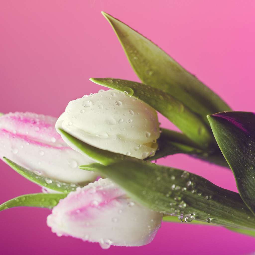 Белые тюльпаны в каплях воды на розовом фоне