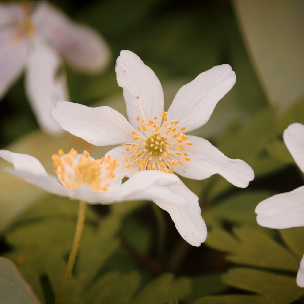 Белые полевые цветы ветреница